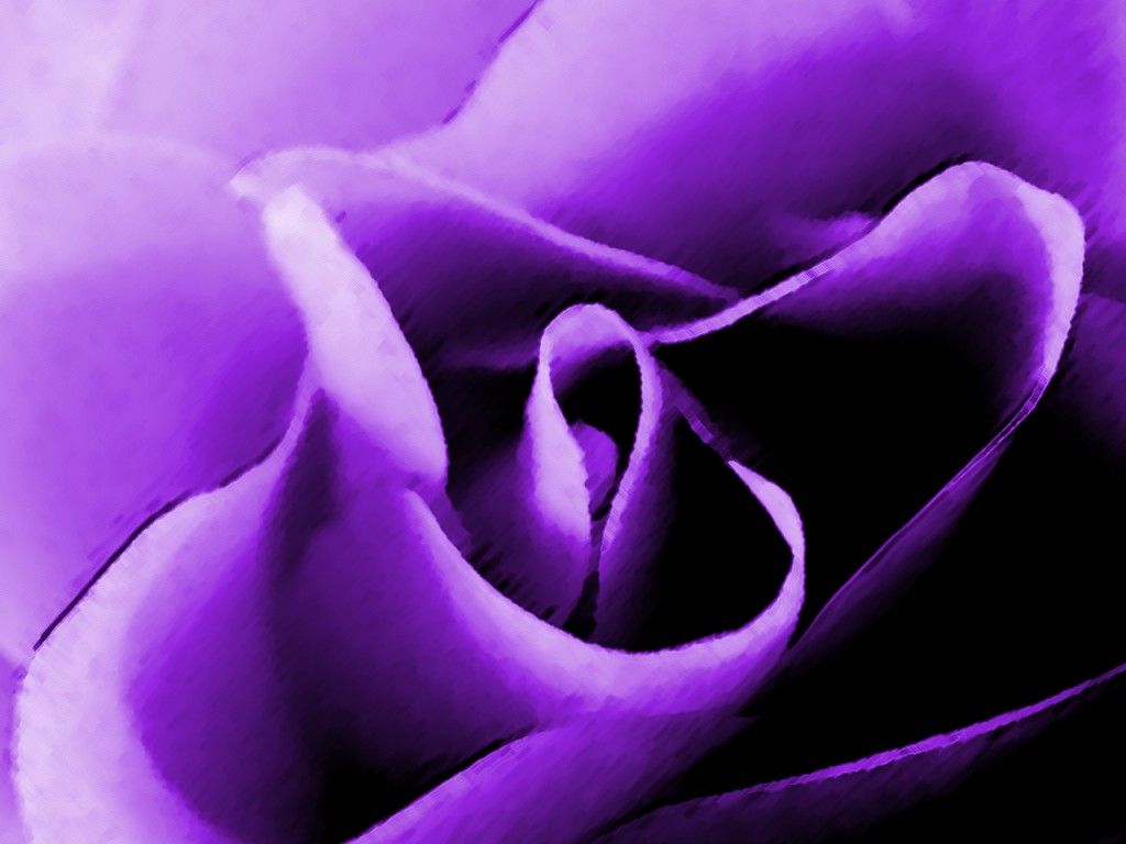 http://simplychi.files.wordpress.com/2009/01/jw-purple-rose-1024x768.jpg